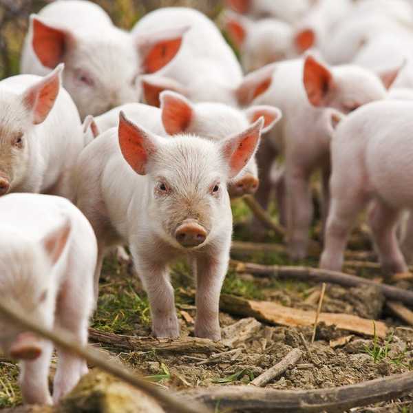 10 Reasons You Should Eat Less Animal Products