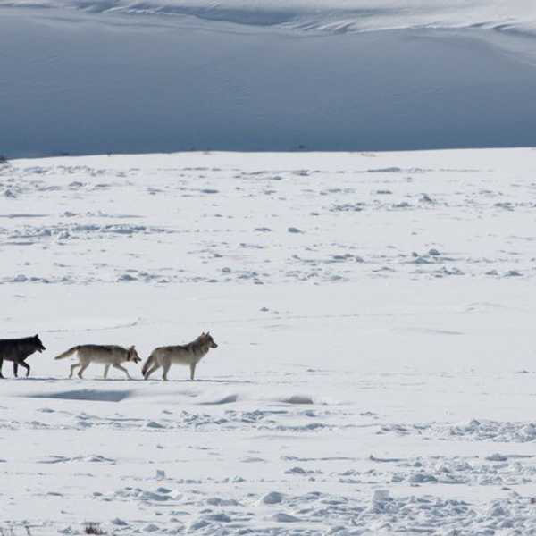 Heroes: Life Lessons From Yellowstone's Wolves
