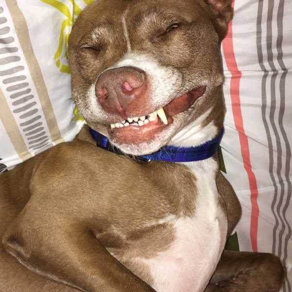 9 Things I Wish My Dog Knew