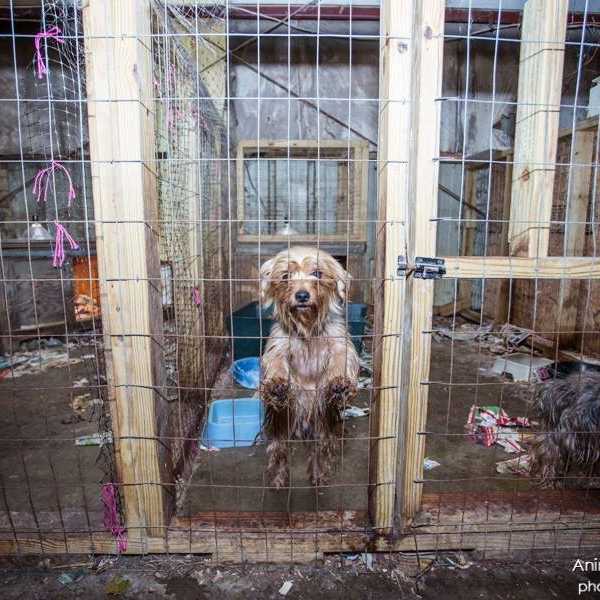 Dog Factory