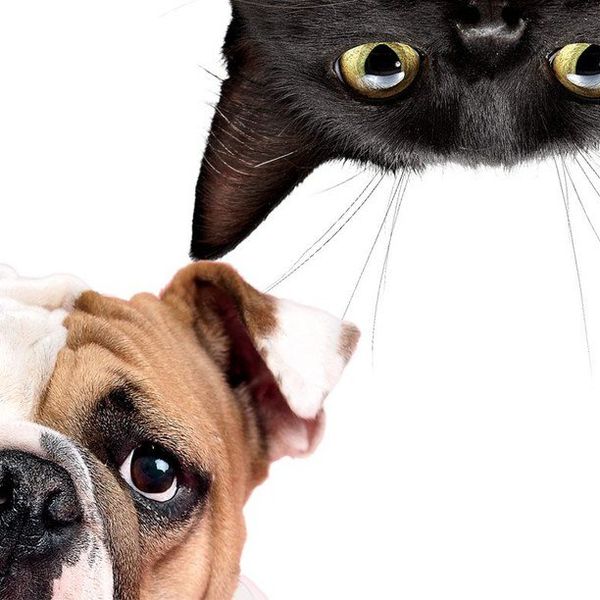 7 Reasons Why You Should Volunteer With Animals