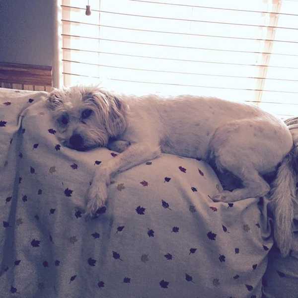 What All Dog Lovers Know To Be True