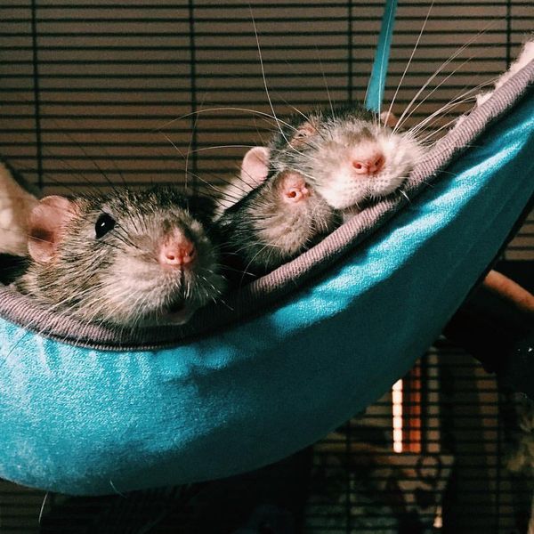 5 Unexpected Things We Can All Learn From Rats