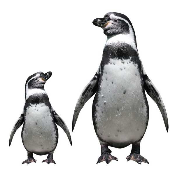 Looking Up To Others: Encouraging Or Toxic?