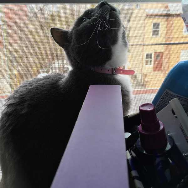 I'm a Dog Person That Learned To Love a Cat