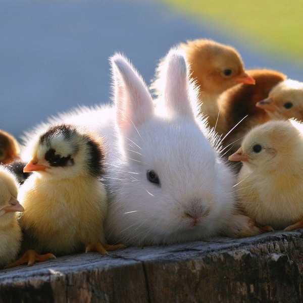 Baby Animals - The Cure for Everything