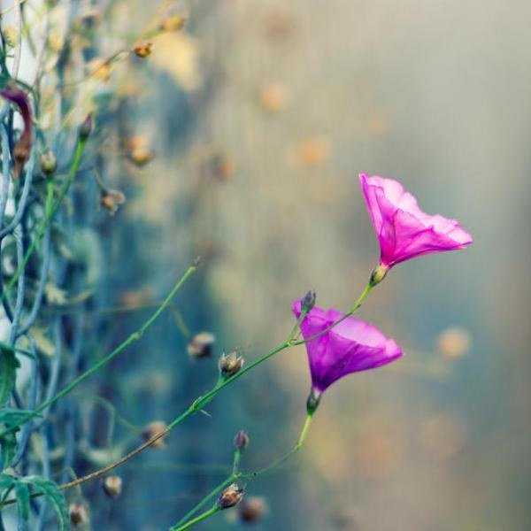 The Art Of Blossoming