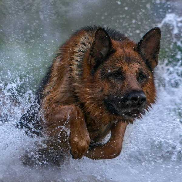 Misleading Information About A Dog's Story Movie