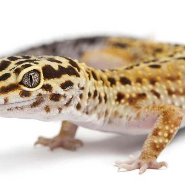 Why Leopard Geckos Make Great Pets