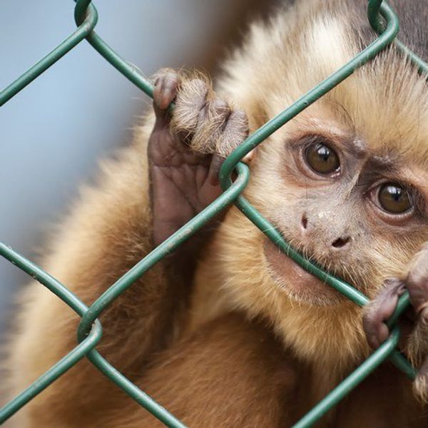 It's 2017, Stop Going To Zoos