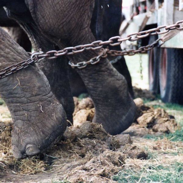 Animal Circus Performances Are Torturous And Need To Be Stopped