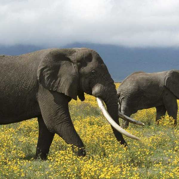 Ten Items For Elephant Lovers