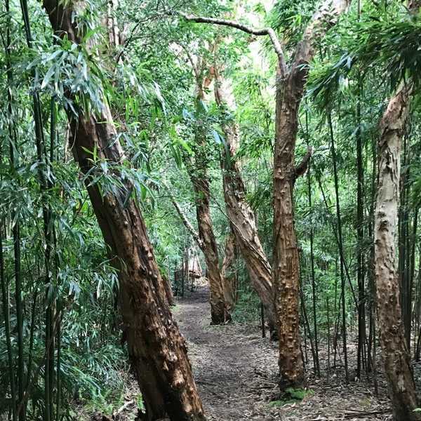 Running In A Wooded Paradise