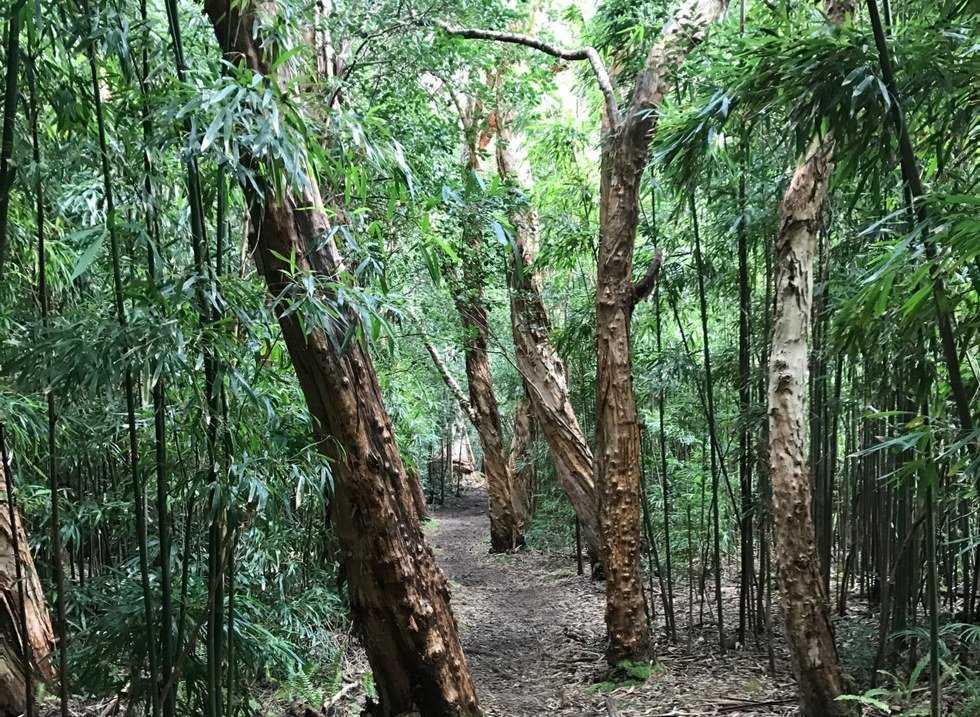 Running In A Wooded Paradise