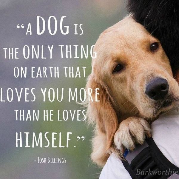Dogs Are The Closest Things To Angels On Earth