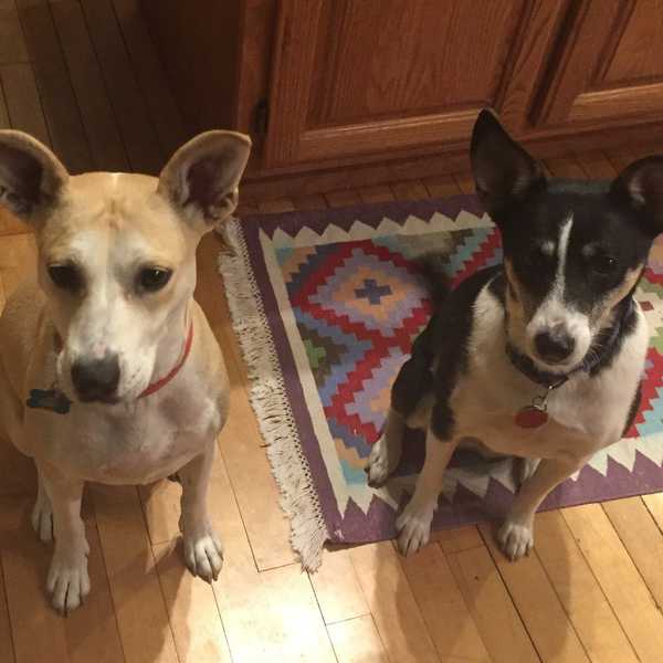 8 Things We Can Learn From Dogs