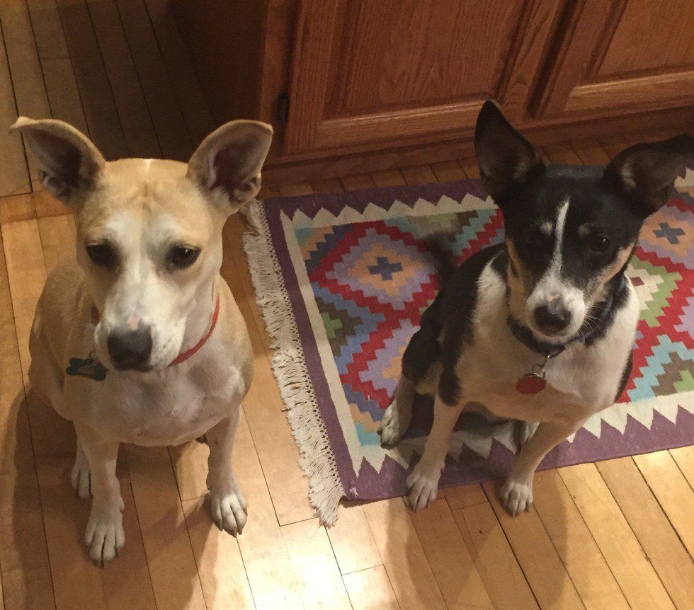 8 Things We Can Learn From Dogs