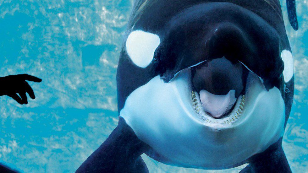 The Tragic Life And Death Of Tilikum