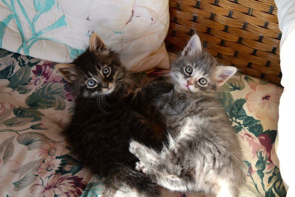 10 Reasons Why Cats Are Better Than People