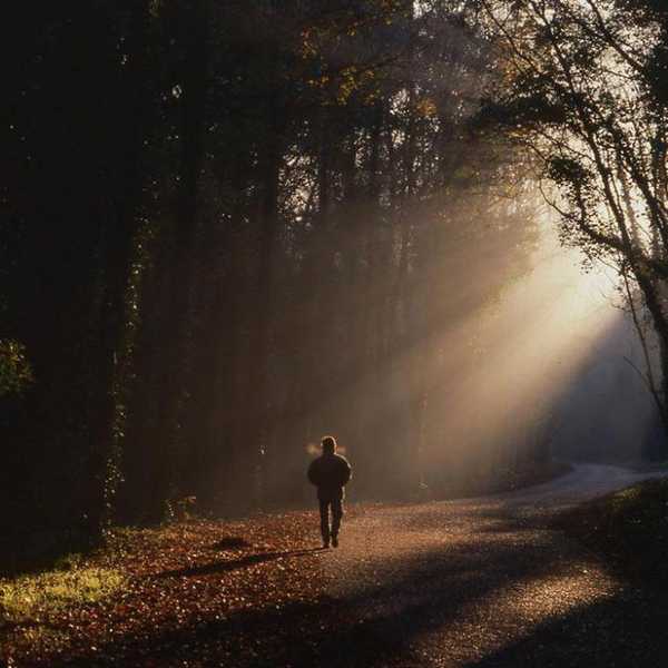 In The Dark Forest