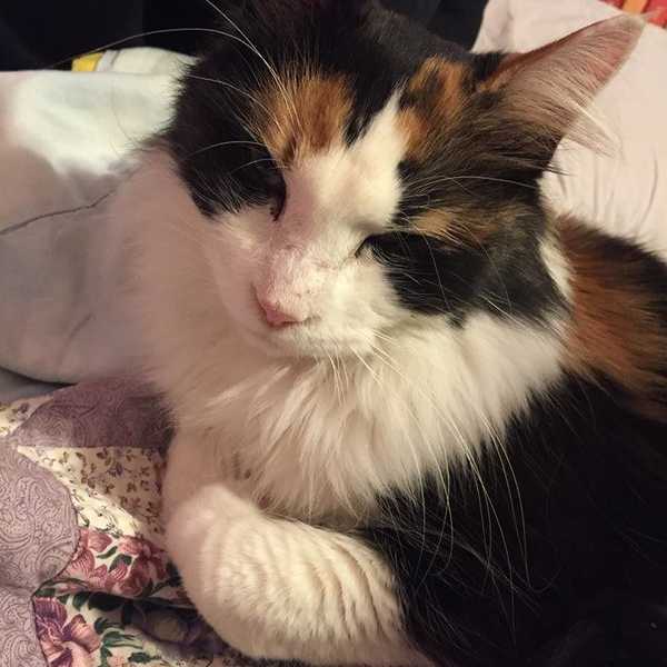 Why I Love Cats