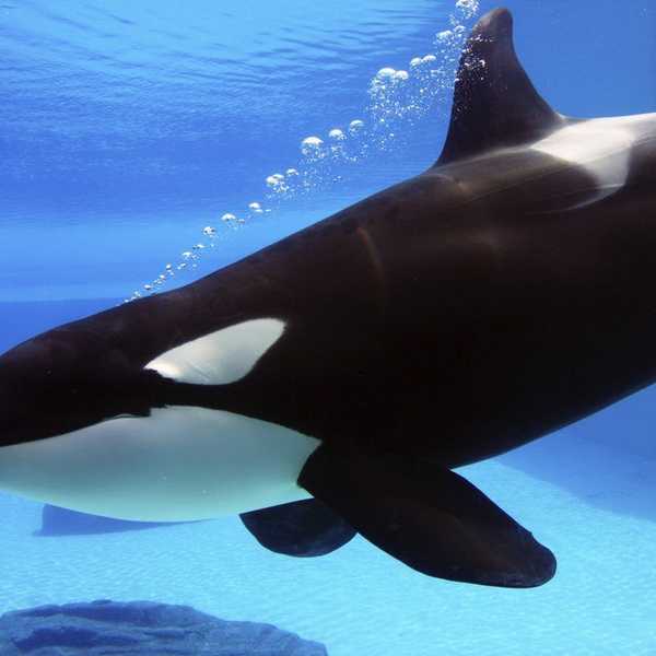 Why I Support Sea World
