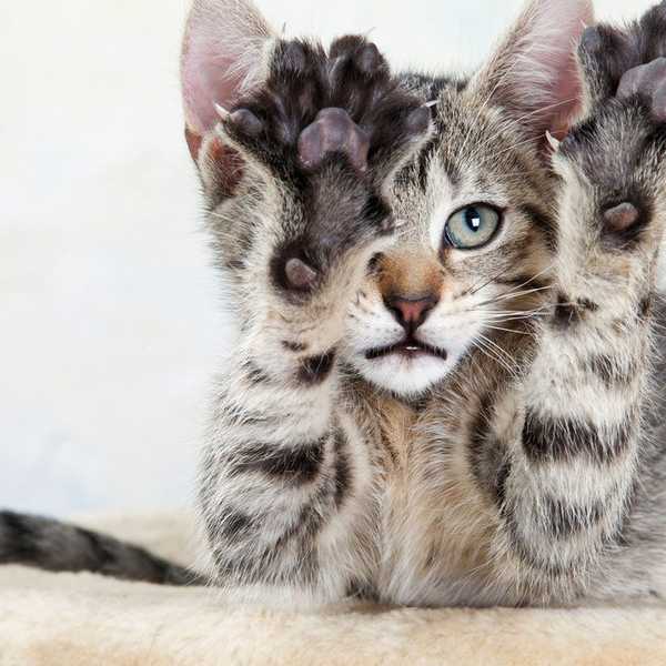 Why You Shouldn't Declaw Your Cat