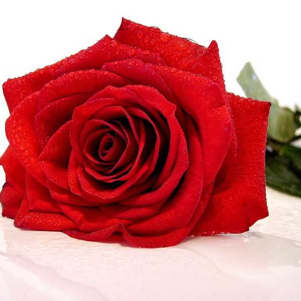 Reasons Why I Won't Watch 'The Bachelor'