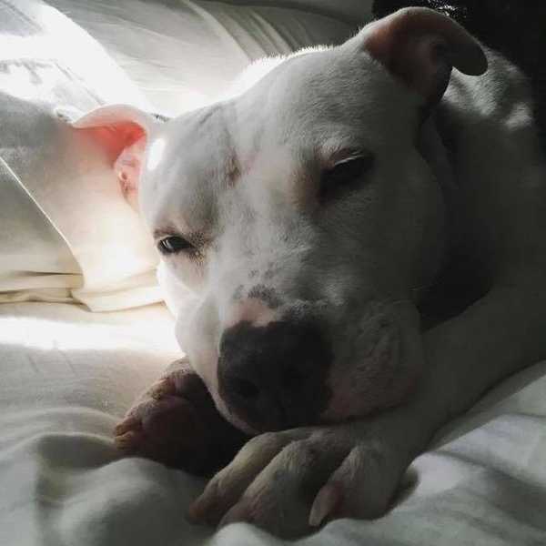 The Truth About Pit Bulls