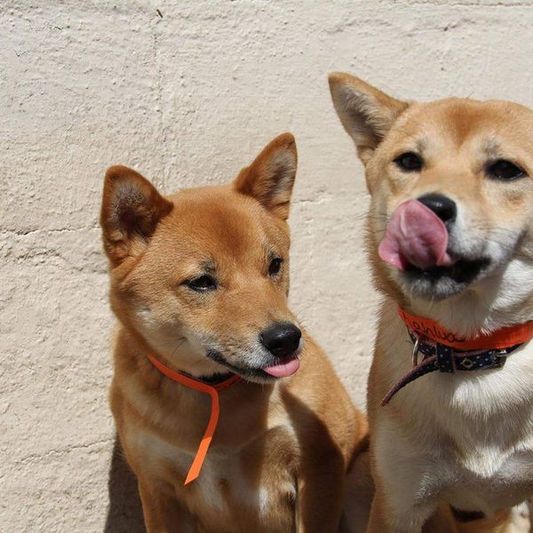 Truths Only Shiba Inu Owners Will Understand