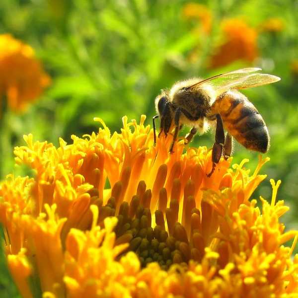 We Must Save The Bees