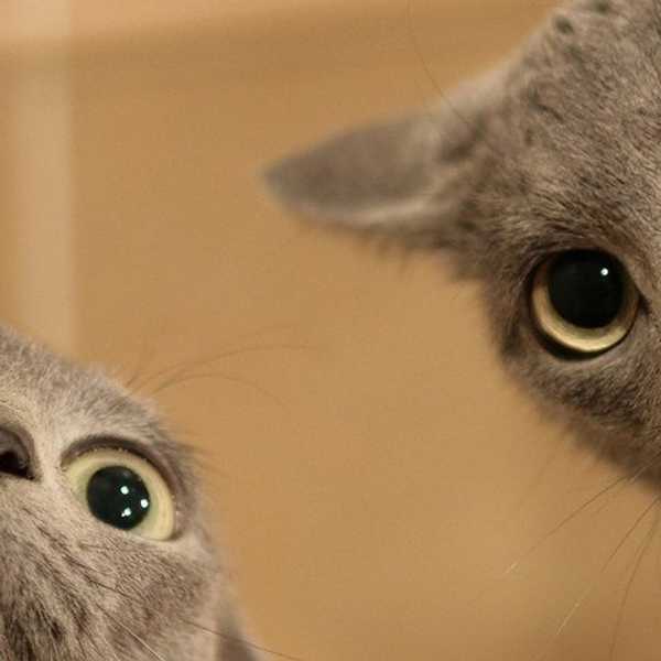 10 Reasons You Might Be A "Closet Cat Person"