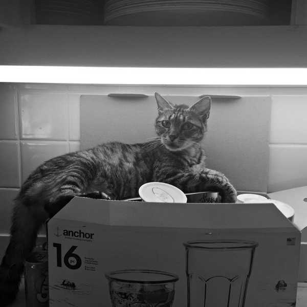 To The Pet I Lost Too Soon