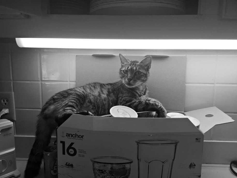 To The Pet I Lost Too Soon