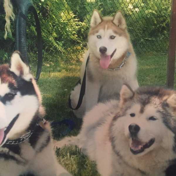 9 Reasons Huskies Are Simply The Greatest Dogs