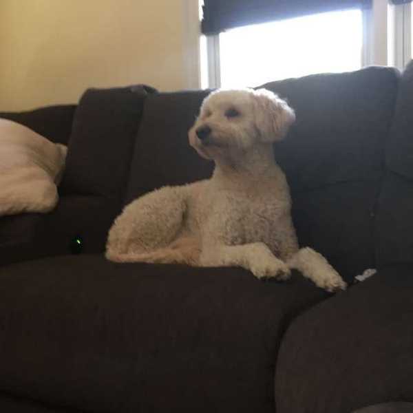 The Family Dog