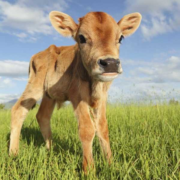 The Real Difference Between Corn-Fed And Grass-Fed Beef