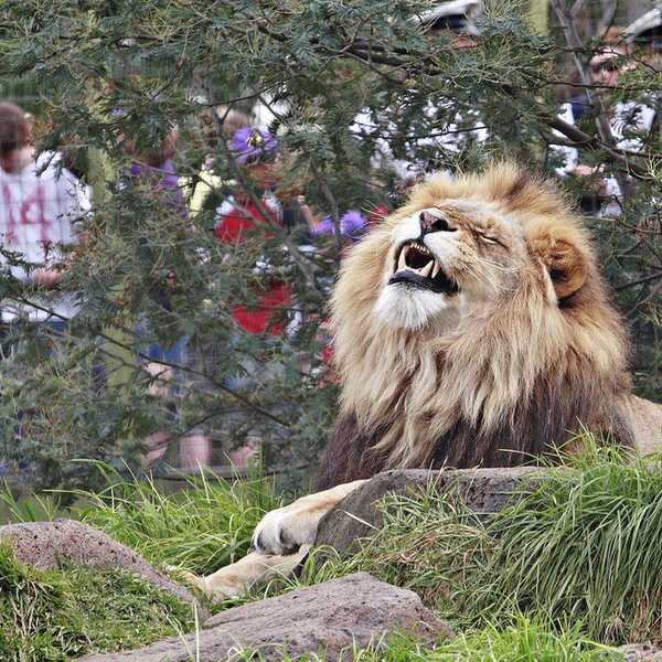 Wild Animals Belong In The Wild