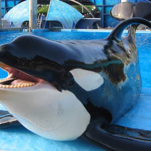 Tilikum And The Truth Behind SeaWorld