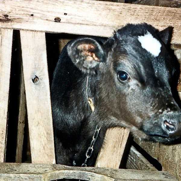My Objective Views on Animal Cruelty