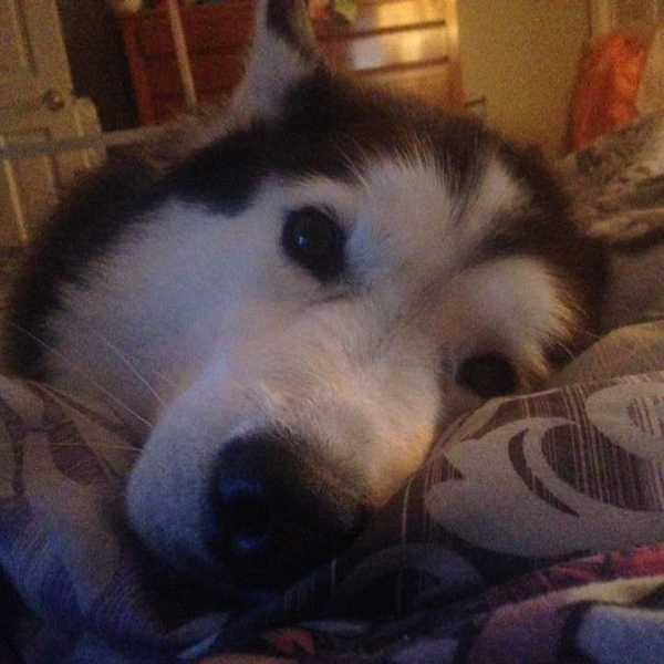 8 Things to Know Before Getting a Siberian Husky