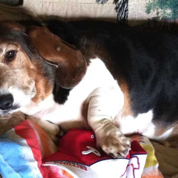 A Rescue Animal's Guardian Angel