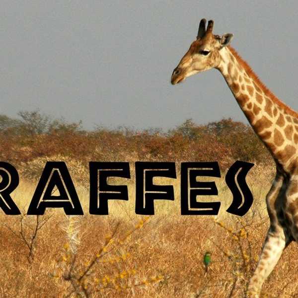 The Quiet Giants Of Africa