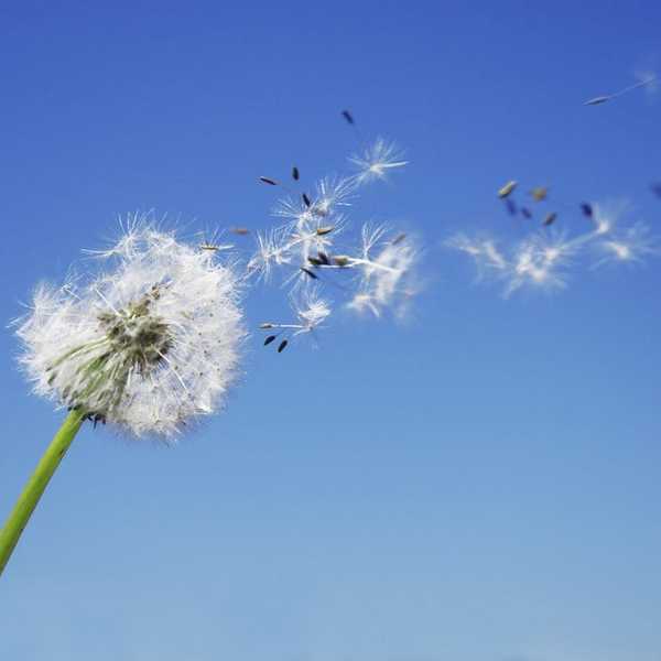 My Wish For The World In 2017