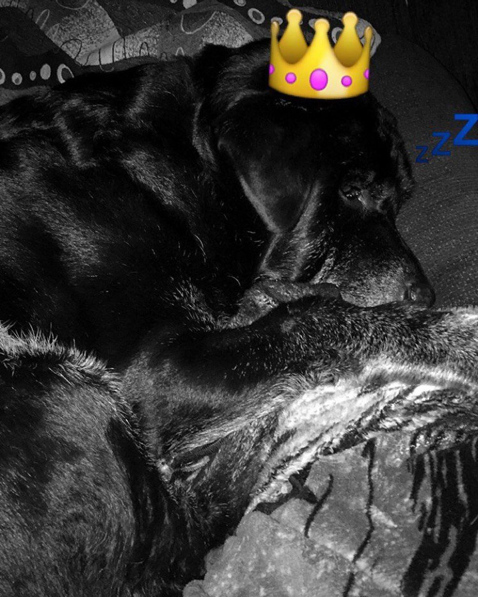 An Open Letter To My Dog