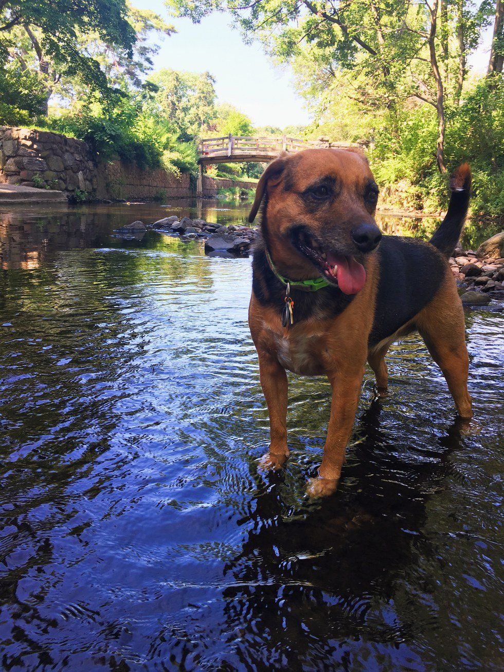 A Tribute To The Dogs That Got Us Through The Rough Patches Of 2016