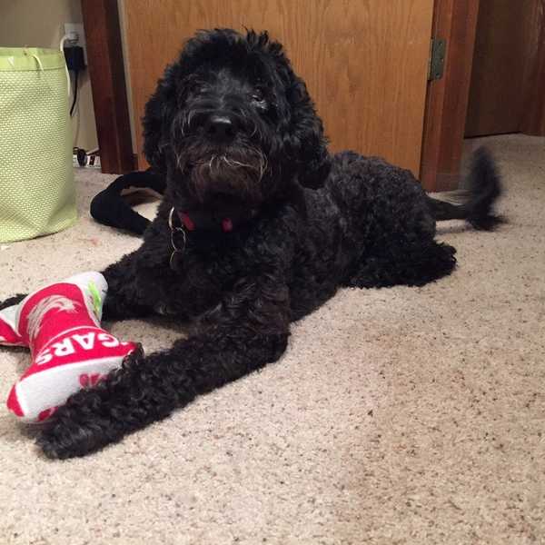 Christmas Day As Told By My Dog