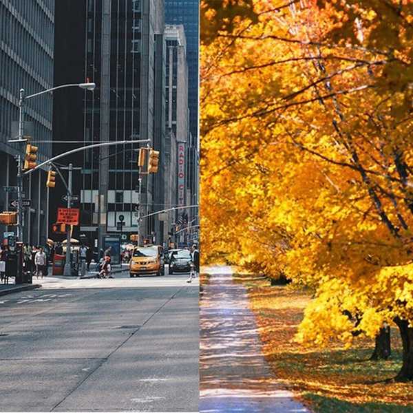 Living in the Country vs. City