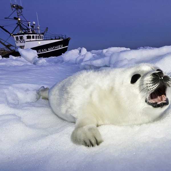 Some Green News To Be Thankful For This Holiday Season