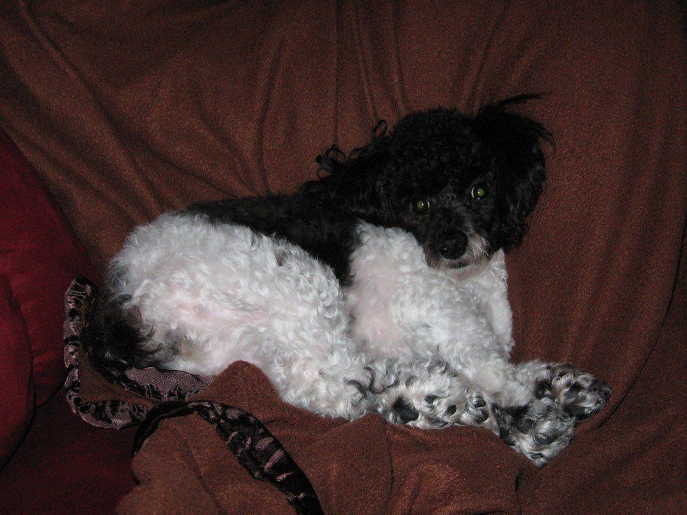 My Dog is My Favorite Person